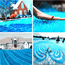 Load image into Gallery viewer, Big sale! 500 Pcs Sky Blue Grass bonsai Rare Lawn bonsai, Perennial Garden Outdoor Ornamentals Grass Germination Rate of 95%+