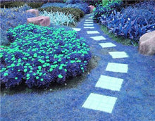 Load image into Gallery viewer, Big sale! 500 Pcs Sky Blue Grass bonsai Rare Lawn bonsai, Perennial Garden Outdoor Ornamentals Grass Germination Rate of 95%+