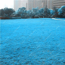Load image into Gallery viewer, Big sale! 500 Pcs Sky Blue Grass bonsai Rare Lawn bonsai, Perennial Garden Outdoor Ornamentals Grass Germination Rate of 95%+