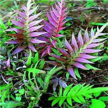 Load image into Gallery viewer, 100 pcs Garden Fern bonsai Rare Creeper Vines Grass plants Mixed Rainbow Foliage Planting For home garden Radiation Absorption