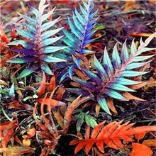 Load image into Gallery viewer, 100 pcs Garden Fern bonsai Rare Creeper Vines Grass plants Mixed Rainbow Foliage Planting For home garden Radiation Absorption