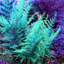 Load image into Gallery viewer, 100 pcs Garden Fern bonsai Rare Creeper Vines Grass plants Mixed Rainbow Foliage Planting For home garden Radiation Absorption