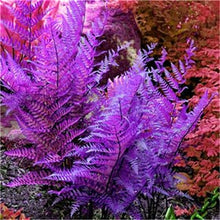 Load image into Gallery viewer, 100 pcs Garden Fern bonsai Rare Creeper Vines Grass plants Mixed Rainbow Foliage Planting For home garden Radiation Absorption