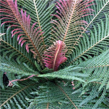 Load image into Gallery viewer, 100 pcs Garden Fern bonsai Rare Creeper Vines Grass plants Mixed Rainbow Foliage Planting For home garden Radiation Absorption