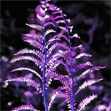 Load image into Gallery viewer, 100 pcs Garden Fern bonsai Rare Creeper Vines Grass plants Mixed Rainbow Foliage Planting For home garden Radiation Absorption