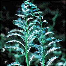 Load image into Gallery viewer, 100 pcs Garden Fern bonsai Rare Creeper Vines Grass plants Mixed Rainbow Foliage Planting For home garden Radiation Absorption