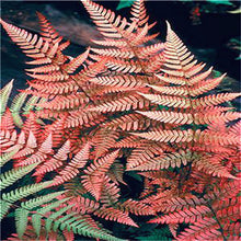 Load image into Gallery viewer, 100 pcs Garden Fern bonsai Rare Creeper Vines Grass plants Mixed Rainbow Foliage Planting For home garden Radiation Absorption