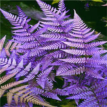 Load image into Gallery viewer, 100 pcs Garden Fern bonsai Rare Creeper Vines Grass plants Mixed Rainbow Foliage Planting For home garden Radiation Absorption