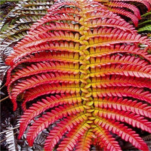 Load image into Gallery viewer, 100 pcs Garden Fern bonsai Rare Creeper Vines Grass plants Mixed Rainbow Foliage Planting For home garden Radiation Absorption