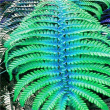 Load image into Gallery viewer, 100 pcs Garden Fern bonsai Rare Creeper Vines Grass plants Mixed Rainbow Foliage Planting For home garden Radiation Absorption
