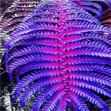 Load image into Gallery viewer, 100 pcs Garden Fern bonsai Rare Creeper Vines Grass plants Mixed Rainbow Foliage Planting For home garden Radiation Absorption