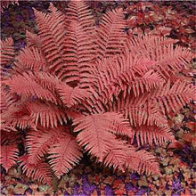 Load image into Gallery viewer, 100 pcs Garden Fern bonsai Rare Creeper Vines Grass plants Mixed Rainbow Foliage Planting For home garden Radiation Absorption