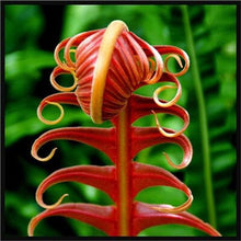 Load image into Gallery viewer, 100 pcs Garden Fern bonsai Rare Creeper Vines Grass plants Mixed Rainbow Foliage Planting For home garden Radiation Absorption