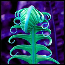 Load image into Gallery viewer, 100 pcs Garden Fern bonsai Rare Creeper Vines Grass plants Mixed Rainbow Foliage Planting For home garden Radiation Absorption