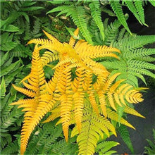 Load image into Gallery viewer, 100 pcs Garden Fern bonsai Rare Creeper Vines Grass plants Mixed Rainbow Foliage Planting For home garden Radiation Absorption