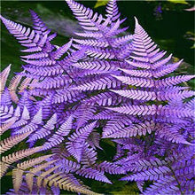 Load image into Gallery viewer, 100 pcs Garden Fern bonsai Rare Creeper Vines Grass plants Mixed Rainbow Foliage Planting For home garden Radiation Absorption