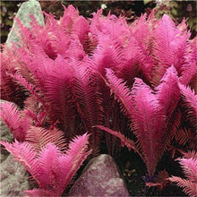Load image into Gallery viewer, 100 pcs Garden Fern bonsai Rare Creeper Vines Grass plants Mixed Rainbow Foliage Planting For home garden Radiation Absorption