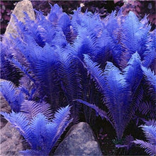 Load image into Gallery viewer, 100 pcs Garden Fern bonsai Rare Creeper Vines Grass plants Mixed Rainbow Foliage Planting For home garden Radiation Absorption
