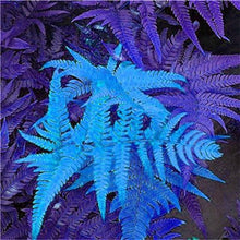 Load image into Gallery viewer, 100 pcs Garden Fern bonsai Rare Creeper Vines Grass plants Mixed Rainbow Foliage Planting For home garden Radiation Absorption