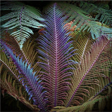 Load image into Gallery viewer, 100 pcs Garden Fern bonsai Rare Creeper Vines Grass plants Mixed Rainbow Foliage Planting For home garden Radiation Absorption
