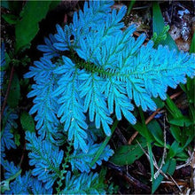 Load image into Gallery viewer, 100 pcs Garden Fern bonsai Rare Creeper Vines Grass plants Mixed Rainbow Foliage Planting For home garden Radiation Absorption