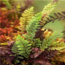 Load image into Gallery viewer, 100 pcs Garden Fern bonsai Rare Creeper Vines Grass plants Mixed Rainbow Foliage Planting For home garden Radiation Absorption