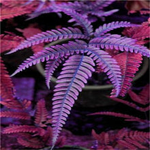 Load image into Gallery viewer, 100 pcs Garden Fern bonsai Rare Creeper Vines Grass plants Mixed Rainbow Foliage Planting For home garden Radiation Absorption