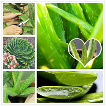 Load image into Gallery viewer, Big Sale! 100 pcs Vegetables and fruit bonsai Aloe vera plant edible beauty Edible cosmetic Bonsai plants for home & garden