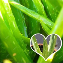 Load image into Gallery viewer, Big Sale! 100 pcs Vegetables and fruit bonsai Aloe vera plant edible beauty Edible cosmetic Bonsai plants for home & garden