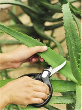 Load image into Gallery viewer, Big Sale! 100 pcs Vegetables and fruit bonsai Aloe vera plant edible beauty Edible cosmetic Bonsai plants for home & garden