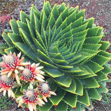 Load image into Gallery viewer, Big Sale! 100 pcs Vegetables and fruit bonsai Aloe vera plant edible beauty Edible cosmetic Bonsai plants for home & garden