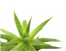 Load image into Gallery viewer, Big Sale! 100 pcs Vegetables and fruit bonsai Aloe vera plant edible beauty Edible cosmetic Bonsai plants for home & garden