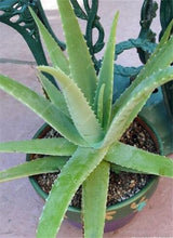 Load image into Gallery viewer, Big Sale! 100 pcs Vegetables and fruit bonsai Aloe vera plant edible beauty Edible cosmetic Bonsai plants for home & garden