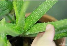 Load image into Gallery viewer, Big Sale! 100 pcs Vegetables and fruit bonsai Aloe vera plant edible beauty Edible cosmetic Bonsai plants for home & garden