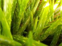 Load image into Gallery viewer, Big Sale! 100 pcs Vegetables and fruit bonsai Aloe vera plant edible beauty Edible cosmetic Bonsai plants for home & garden