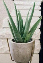 Load image into Gallery viewer, Big Sale! 100 pcs Vegetables and fruit bonsai Aloe vera plant edible beauty Edible cosmetic Bonsai plants for home & garden