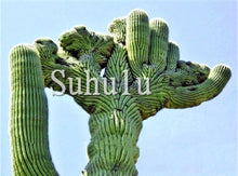 Load image into Gallery viewer, 200 Pcs Giant Cactus Succulents bonsai Flowering Succulent bonsai Rare Flower plant Garden Potted Plant Family Anti-radiation