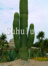 Load image into Gallery viewer, 200 Pcs Giant Cactus Succulents bonsai Flowering Succulent bonsai Rare Flower plant Garden Potted Plant Family Anti-radiation