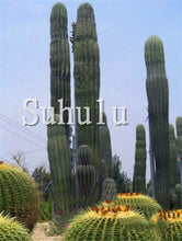 Load image into Gallery viewer, 200 Pcs Giant Cactus Succulents bonsai Flowering Succulent bonsai Rare Flower plant Garden Potted Plant Family Anti-radiation
