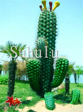 Load image into Gallery viewer, 200 Pcs Giant Cactus Succulents bonsai Flowering Succulent bonsai Rare Flower plant Garden Potted Plant Family Anti-radiation