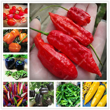 Load image into Gallery viewer, 1000 Pcs Sweet Pepper Bonsai Colorful Mix High Quality Sweet Bell Pepper Bonsai Vegetables Paprika Home Garden Bonsai Plants