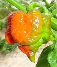 Load image into Gallery viewer, 1000 Pcs Sweet Pepper Bonsai Colorful Mix High Quality Sweet Bell Pepper Bonsai Vegetables Paprika Home Garden Bonsai Plants