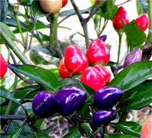 Load image into Gallery viewer, 1000 Pcs Sweet Pepper Bonsai Colorful Mix High Quality Sweet Bell Pepper Bonsai Vegetables Paprika Home Garden Bonsai Plants