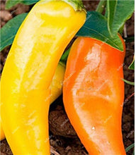 Load image into Gallery viewer, 1000 Pcs Sweet Pepper Bonsai Colorful Mix High Quality Sweet Bell Pepper Bonsai Vegetables Paprika Home Garden Bonsai Plants