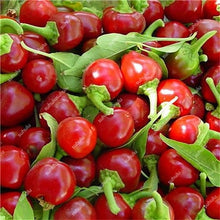 Load image into Gallery viewer, 1000 Pcs Sweet Pepper Bonsai Colorful Mix High Quality Sweet Bell Pepper Bonsai Vegetables Paprika Home Garden Bonsai Plants