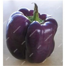 Load image into Gallery viewer, 1000 Pcs Sweet Pepper Bonsai Colorful Mix High Quality Sweet Bell Pepper Bonsai Vegetables Paprika Home Garden Bonsai Plants