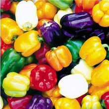 Load image into Gallery viewer, 1000 Pcs Sweet Pepper Bonsai Colorful Mix High Quality Sweet Bell Pepper Bonsai Vegetables Paprika Home Garden Bonsai Plants