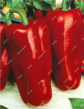 Load image into Gallery viewer, 1000 Pcs Sweet Pepper Bonsai Colorful Mix High Quality Sweet Bell Pepper Bonsai Vegetables Paprika Home Garden Bonsai Plants