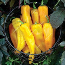Load image into Gallery viewer, 1000 Pcs Sweet Pepper Bonsai Colorful Mix High Quality Sweet Bell Pepper Bonsai Vegetables Paprika Home Garden Bonsai Plants