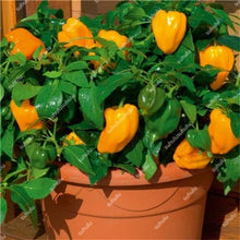 Load image into Gallery viewer, 1000 Pcs Sweet Pepper Bonsai Colorful Mix High Quality Sweet Bell Pepper Bonsai Vegetables Paprika Home Garden Bonsai Plants